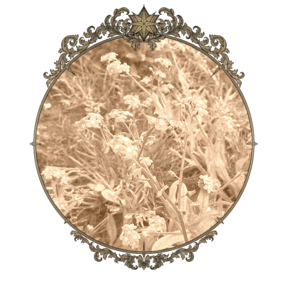 A sepia colored photo of forget-me-nots in a tarnished brass frame.