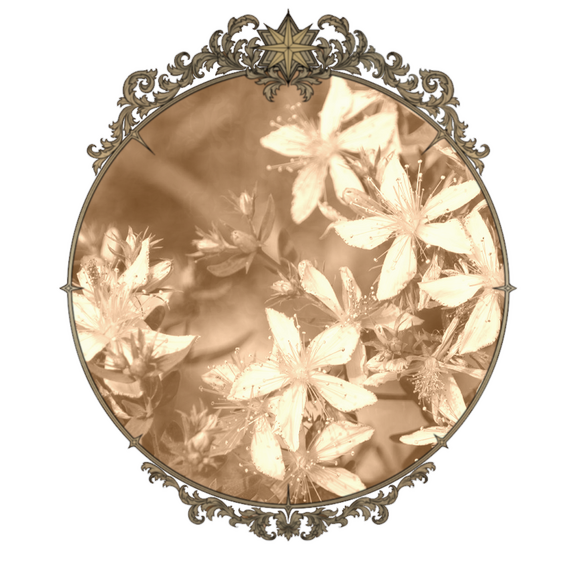 A sepia colored photo of St. John's Wart blossoms in a tarnished brass frame.